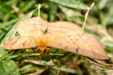 moth-1.jpg