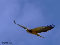 hawk5 9-13-14.jpg