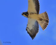 hawk6 9-13-14.jpg