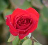 DSC_7068.jpg