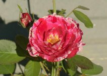 DSC_7072.jpg