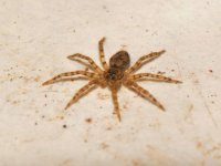 Spider.jpg