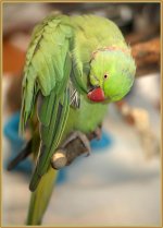 Kiwi_DSC8878 -2.jpg