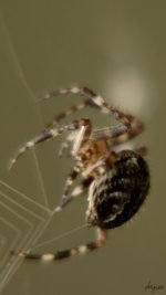 webbing.jpg