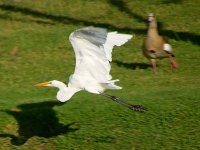 Heron13.jpg
