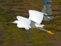 Egret7.jpg