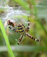 Argiope 2.jpg