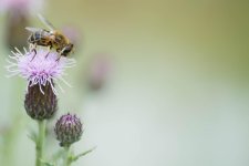 bee.jpg