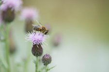 bee2.jpg