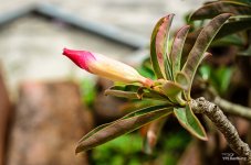 blossom-infront-2.jpg
