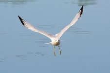 GullFishing 070.jpg