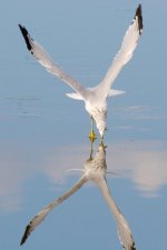 GullFishing 071.jpg