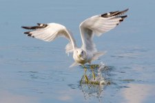 GullFishing 072.jpg