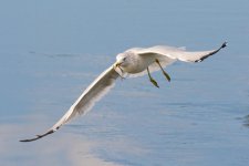 GullFishing 073.jpg
