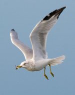 GullFishing 074.jpg