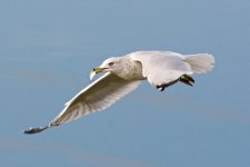 GullFishing 075.jpg