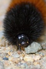 CreepyCrawly 076.jpg