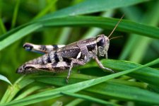 CreepyCrawly 078.jpg