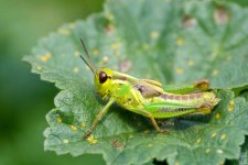 CreepyCrawly 079.jpg