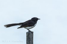 NEW_8028_webshot.jpg