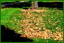 Fall Leaves in September.jpg
