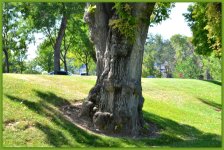Gnarly Old Tree.jpg