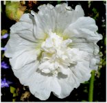 White Flower in the Park.jpg