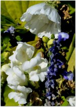 White Snap Dragons, Blue Salvia and a White Flower.jpg