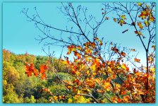 Fall Leaves in the Mountain.jpg