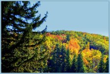 Fall Leaves in the Mountain 2.jpg