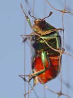 Scarab2.jpg