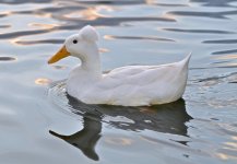 DSC_7787.jpg