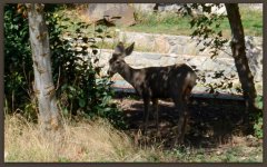 Deer in Canyon.jpg