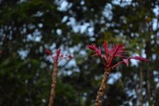 DSC_4256.jpg