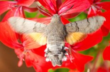 20140910-moth.jpg