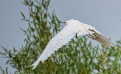 Flight.jpg