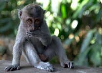 Baby monkey.jpg