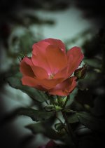 DSC_0422-Edit.jpg