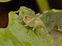 Spider2.jpg