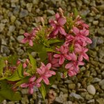 Phlox.jpg