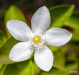 white-flower-1.jpg