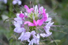 DSC_0179.jpg