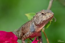 lizzard-1.jpg