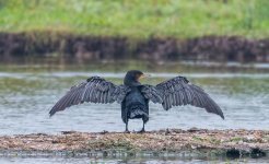 Cormorant.jpg