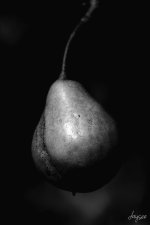 Pear.jpg