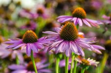 20140917-purple flower.jpg