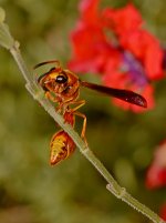 Wasp.jpg