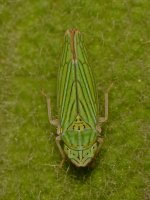 Beetle.jpg