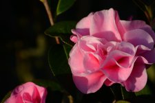 DSC_4697.jpg