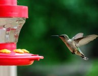 HUMMINGBIRD-1.jpg